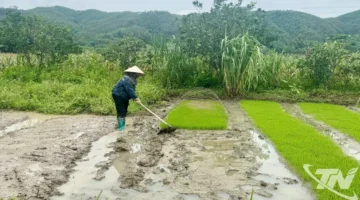 توفير 54 ألف طن من بذور الأرز لدعم عمليات الإنتاج الزراعي المحلي